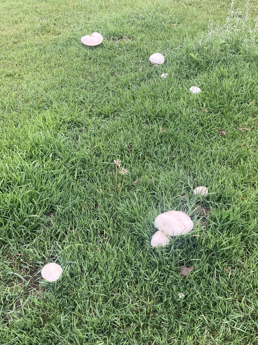 Don Shepert tweet media