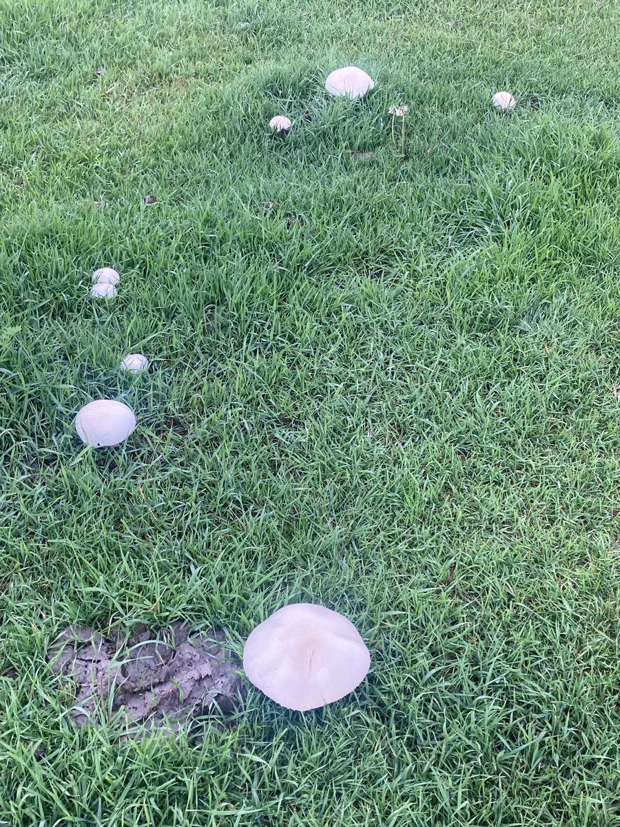 Don Shepert tweet media