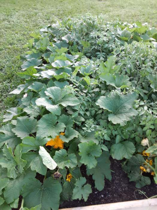 Our garden beds are coming along nicely! ☀️🌧️🌦️