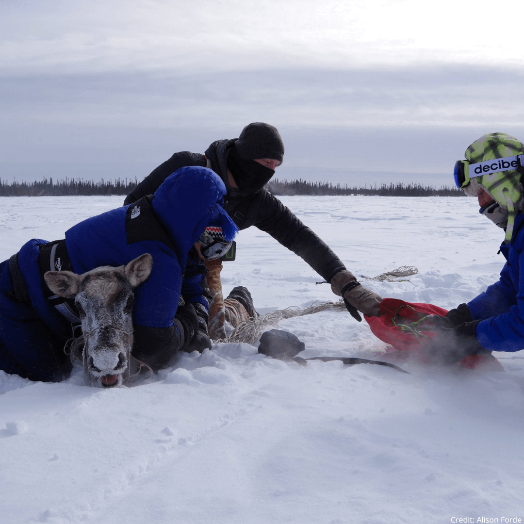 WILDLABS Community tweet media