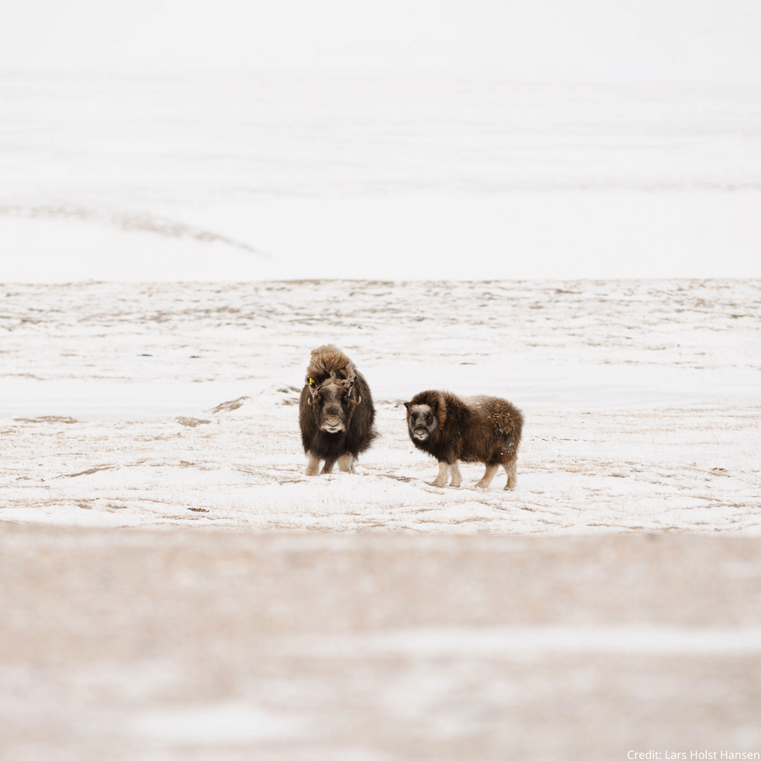 WILDLABS Community tweet media