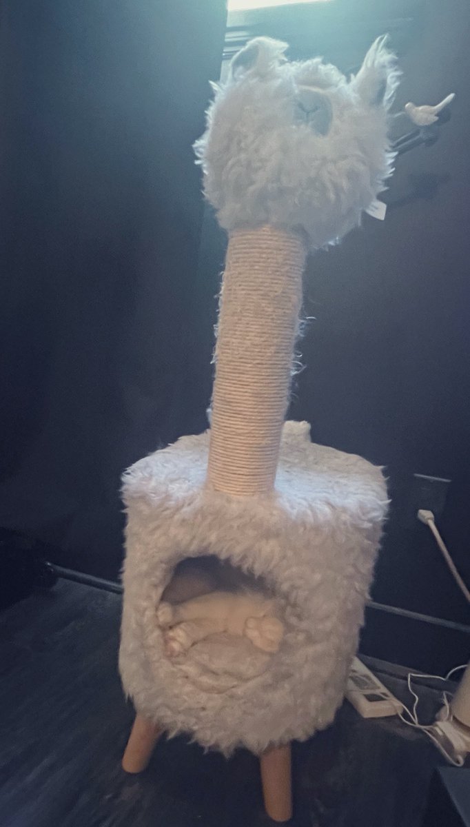 Jessicka's tweet photo. I found him! The #ghostea has a house? Mind your #Llama #CatsOfTwitter 🤍 https://t.co/3pqqcGCueM
