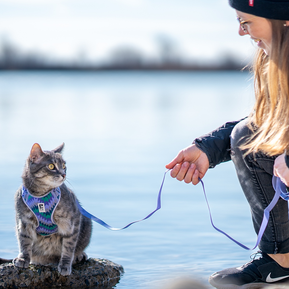 RC Pets tweet media