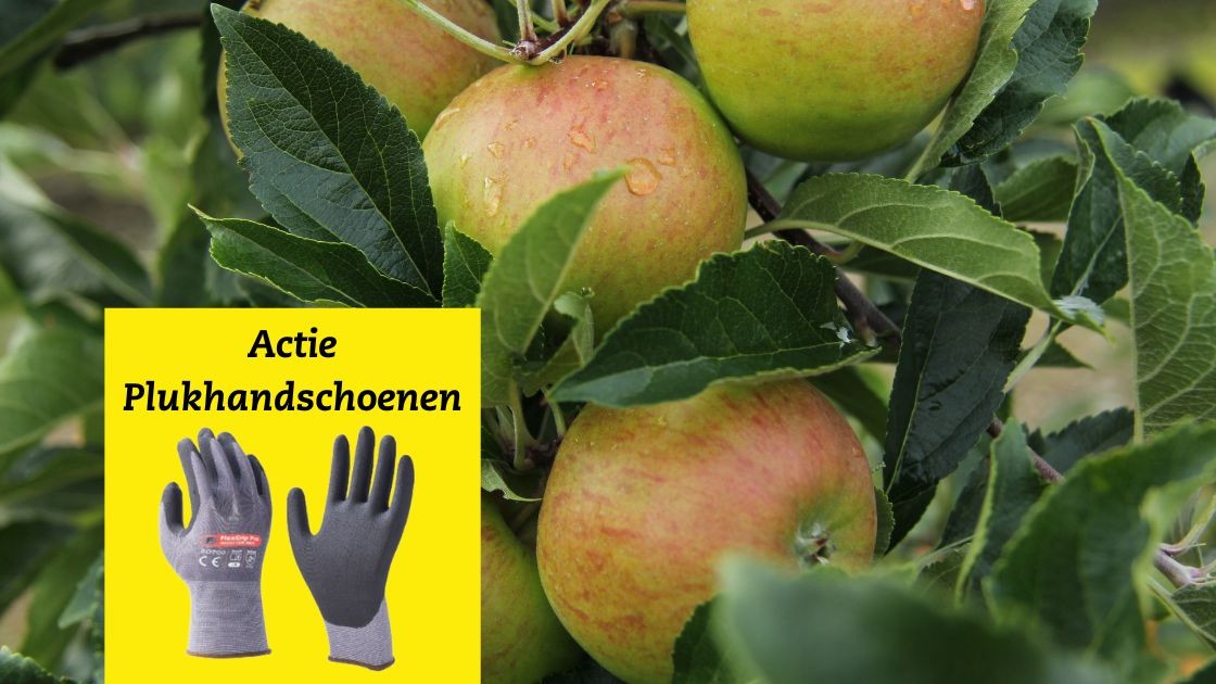 🙌 Profiteer nu van een tijdelijke 𝗸𝗼𝗿𝘁𝗶𝗻𝗴 𝗼𝗽 𝗙𝗹𝗲𝘅𝗚𝗿𝗶𝗽 𝗣𝗿𝗼 𝗽𝗹𝘂𝗸𝗵𝗮𝗻𝗱𝘀𝗰𝗵𝗼𝗲𝗻𝗲𝗻. Bij aanschaf van 24 paar FlexGrip Pro plukhandschoenen betaal je € 2,85 per paar. Wees er snel bij want op = op. Meer weten of bestellen? 👉 bit.ly/44UHqy3