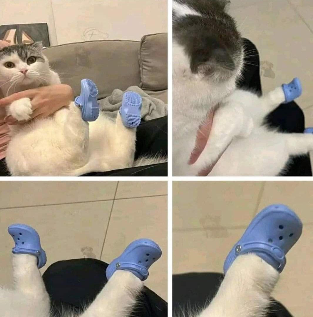 Why you should have a cat tweet media