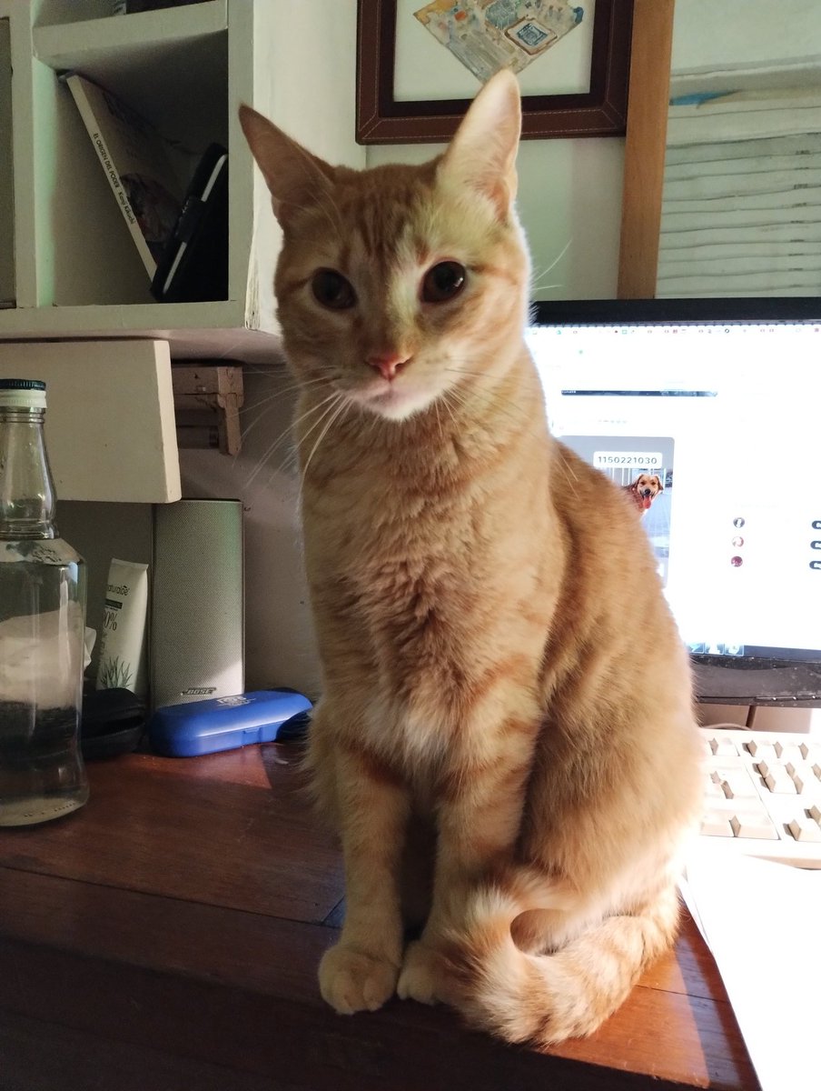 RoyalScon's tweet photo. Se acaba de perder mi gato Tito, no sé si se escapó del edificio o no. En Venezuela y Defensa. Si alguien sabe algo, agradecería que me avisen https://t.co/5Q1YBgKs86