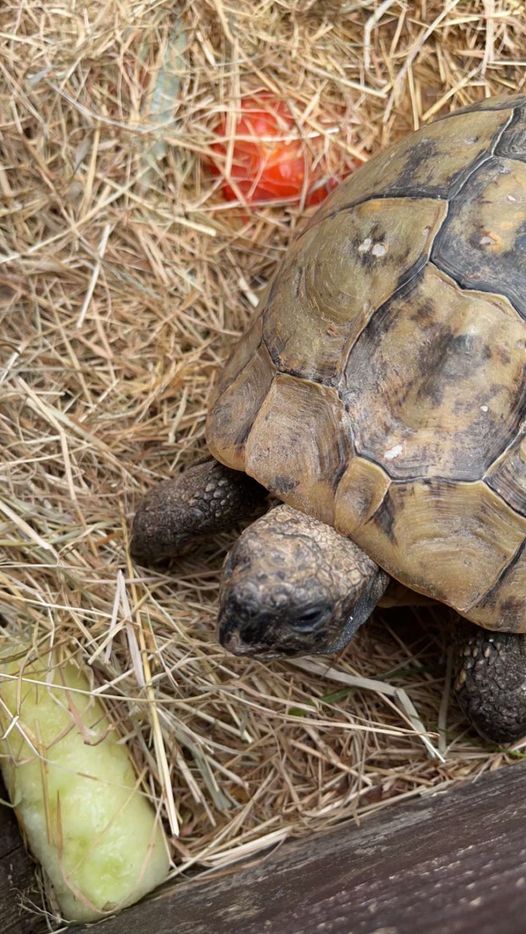 The_Animal_Team's tweet photo. This #tortoise has been a member of his family for over 70 years. Today, 22/7, he has been taken from his pen in the garden in #DE22 area of #Derby. https://t.co/IdRyNy7Y2y #MissingTortoise #StolenTortoise #LostTortoise https://t.co/cQsCYblfj4