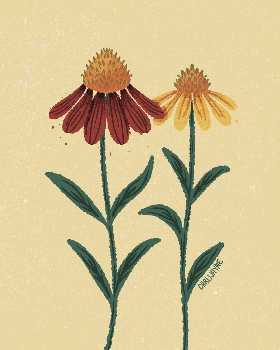 carlijayne7's tweet photo. Cone flowers - garden inspiration https://t.co/Q6Fqbu6Zu4