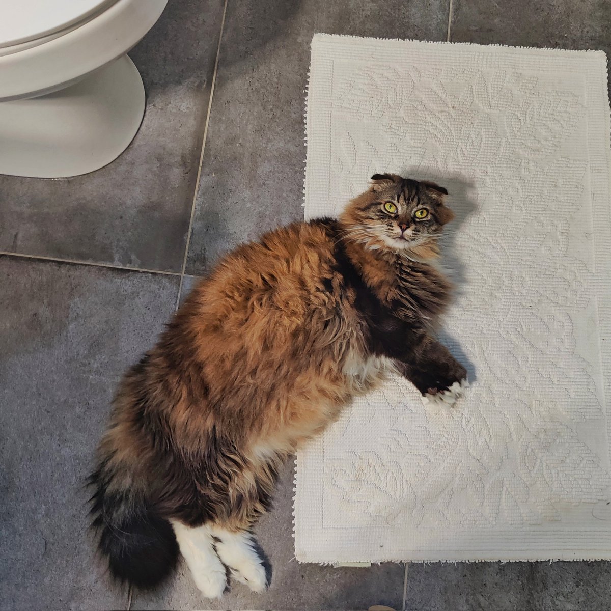 GM winter coat or summer? #Caturday