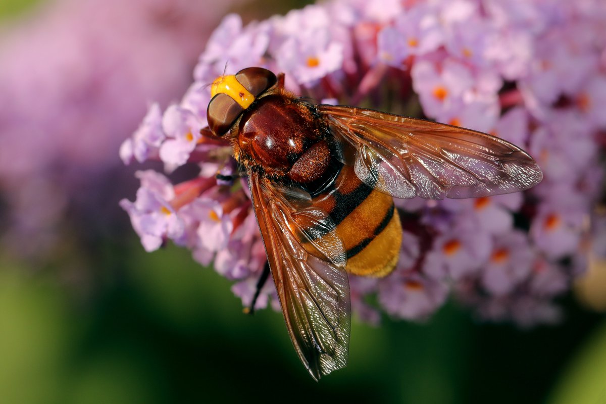 hIokksnkeuernts's tweet photo. Die Hornissenschwebfliege (#Volucella zonaria) ist die größte heimische Schwebfliegenart. Sie erinnert an eine Hornisse. Aktuell kann man sie an Blüten, z. B. am Sommerflieder, finden.
#artenvielfalt #nature #insekten #insects #natur #Diptera #Syrphidae #Schwebfliegen #hoverfly https://t.co/UWfpBQRMeJ
