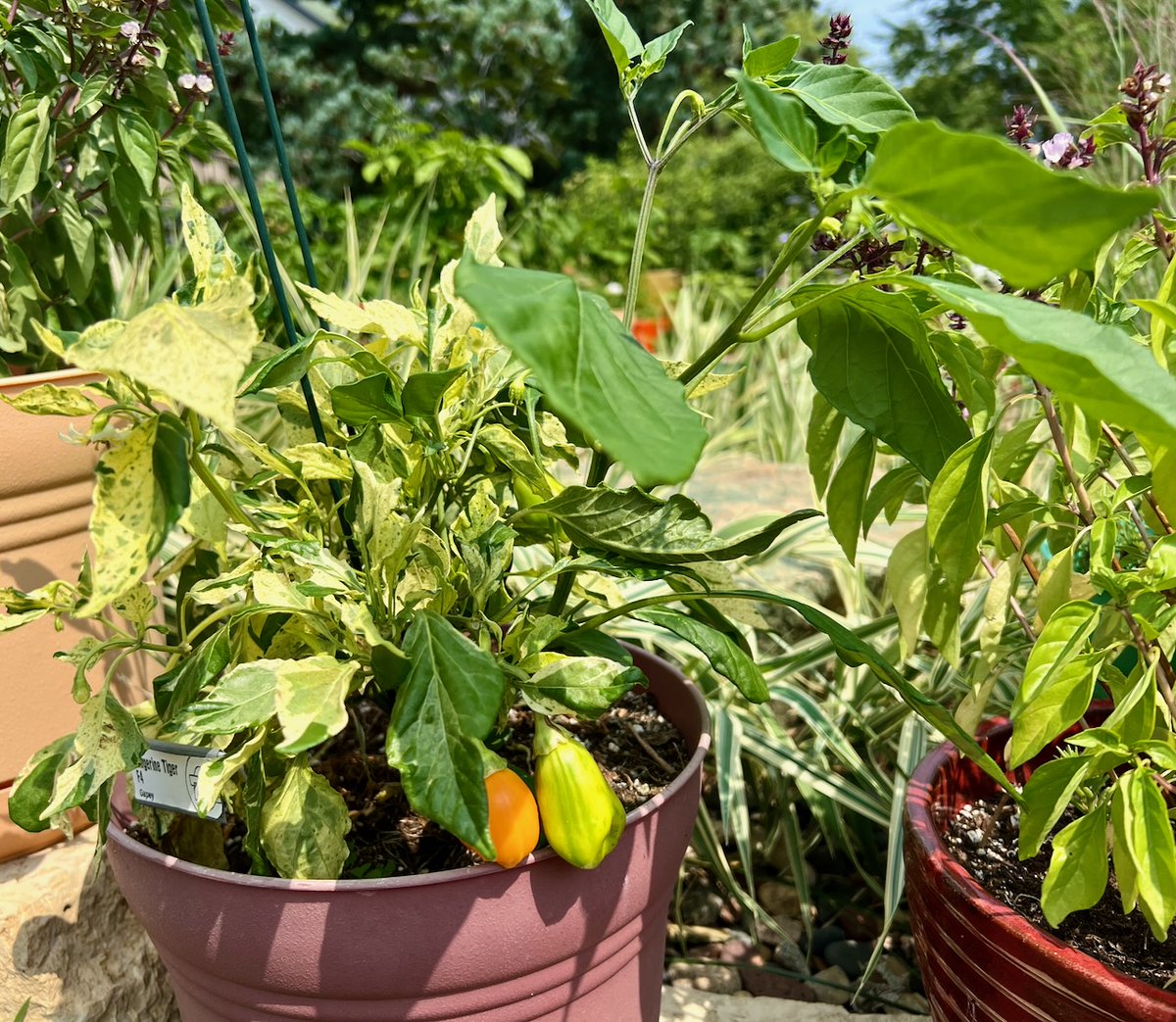 The mutant Tangerine Tiger is so entertaining. Now it's grown a non-variegated branch. I picked the ripe pod and ate it for lunch. It was hotter than I expected and delicious. Of course, I'm saving the seeds, <a href="/gapey/">Paula Thomas</a>! #IGrowHotPeppers
