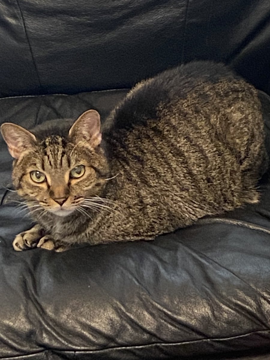 Tessa Lee tweet media