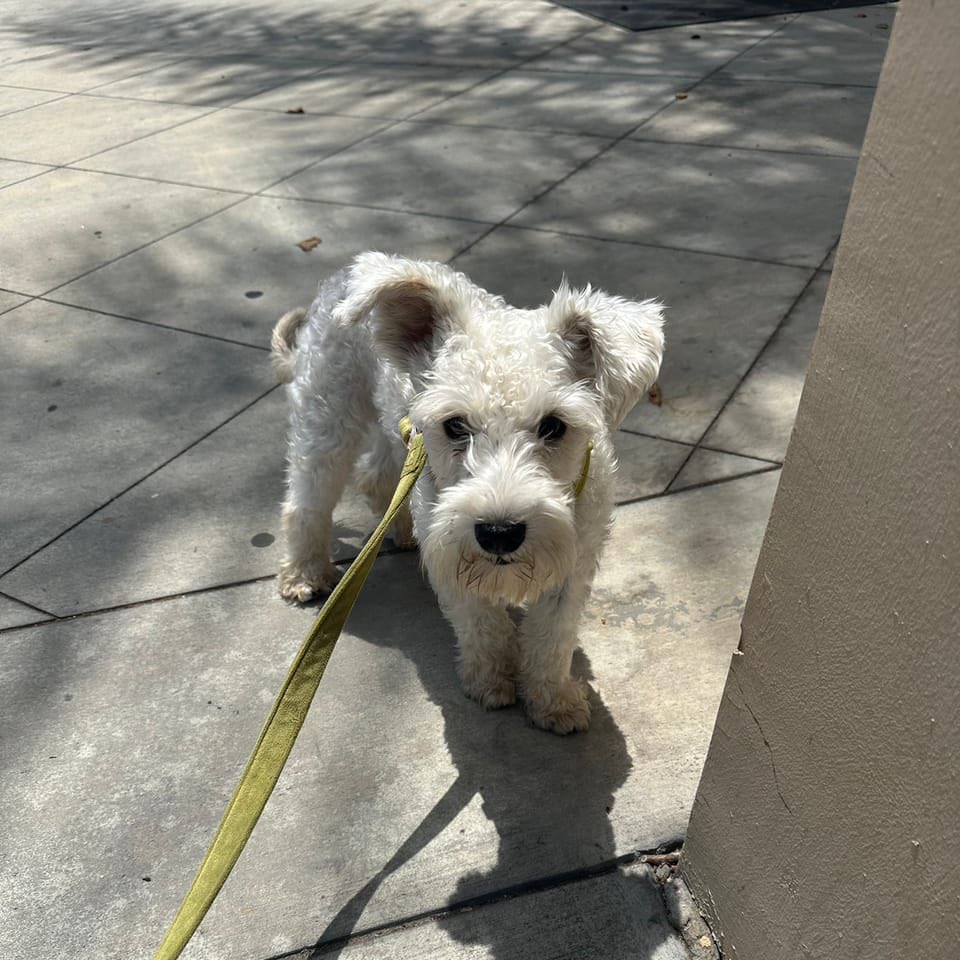 Sandino had a pawsome Wag Walk with Hapsita!