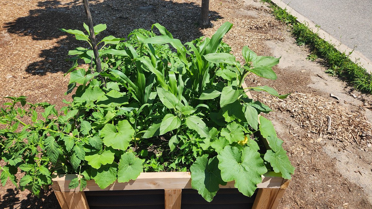 Our raised garden beds have grown beautifully.  Stop by for a visit! We look forward to using the "fruits of our labour" to enhance our learning in the fall.