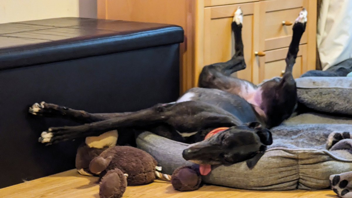 MayaTheGrey's tweet photo. A: It was a very quick walk tonight between the rain showers, now officially zorsted.
#houndsoftwitter #flapsout https://t.co/NFDjFBpYhR