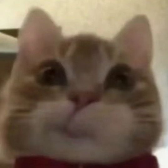 bborbnz's tweet photo. 😽 https://t.co/AHXMHN5TYy