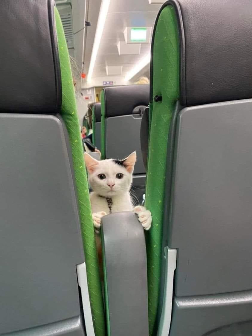 this dude staring at me on the plane trying to start shit