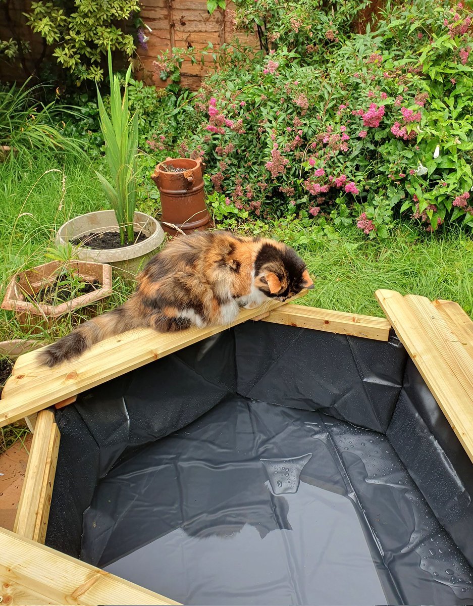 Missy has been admiring her reflection this #Caturday 
<a href="/littlekatmom/">Marsha😻</a> <a href="/kat3796/">Saint Kat & Gibbs 🇬🇧 🇺🇦</a> <a href="/Ms_Lilith999/">❤️🌈 In loving memory of our beloved Lilith 🌈❤️</a> <a href="/planetpakua/">𝓖𝓪𝔂 𝓜𝓪𝓻𝓽𝓲𝓷𝓪 🕉 🐲 🐅🇺🇦 🚀🧑‍🚀</a> @KaraNUFC <a href="/linalan01/">linalan</a> <a href="/TiffyLaw3/">𝓣𝓲𝓯𝓯𝔂</a> @PaperPie <a href="/BlaineRincon/">Blaine Rincon</a> <a href="/Miss_1999/">Christy Rach</a> <a href="/KierstenWarren/">Kiersten Warren</a> <a href="/LouDPhillips/">Lou Diamond Phillips</a>