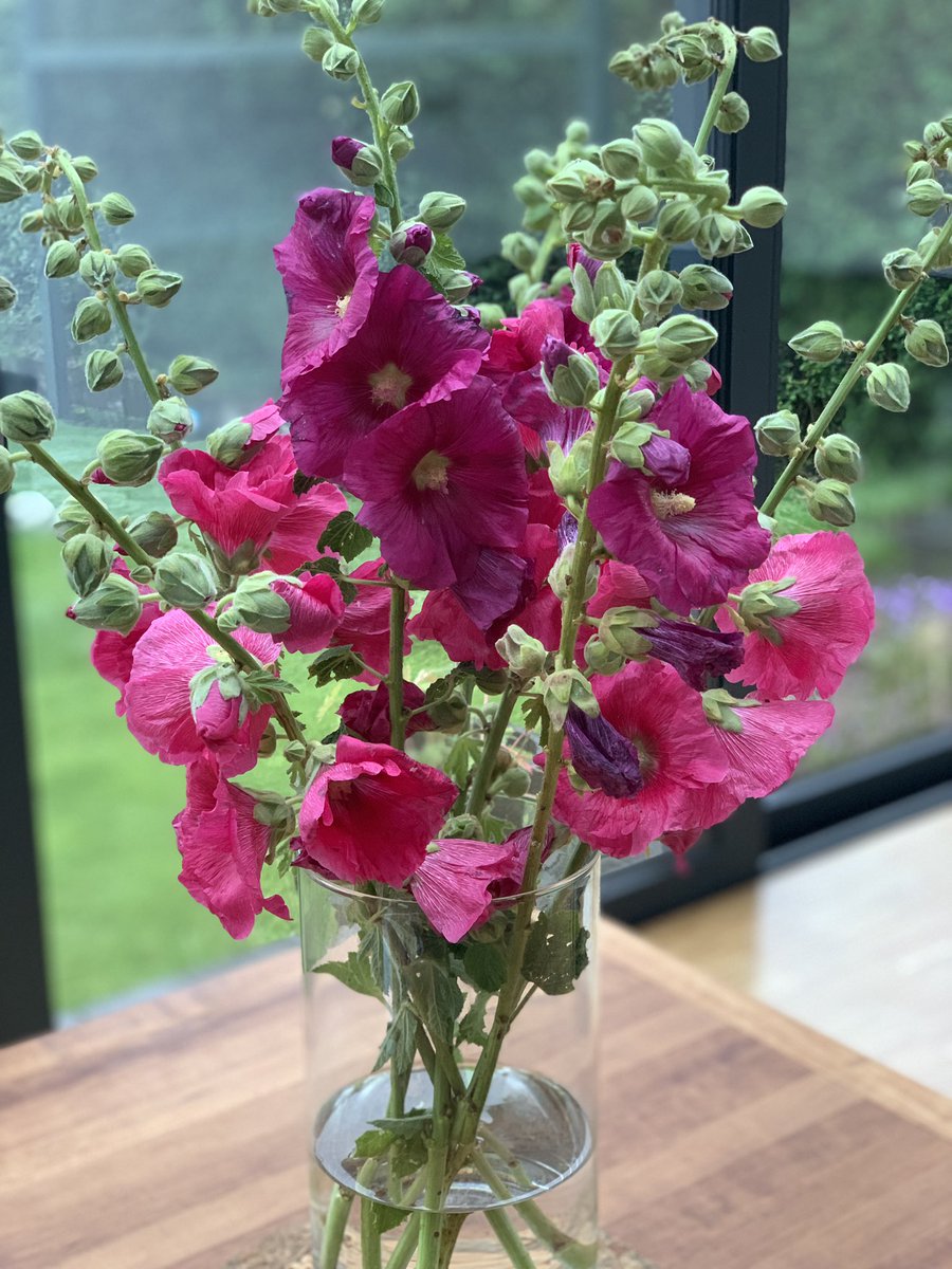 Vibrant #Allotment beauties. Colour on an otherwise grey and rainy day. #AllotmentJoy #SixOnSaturday