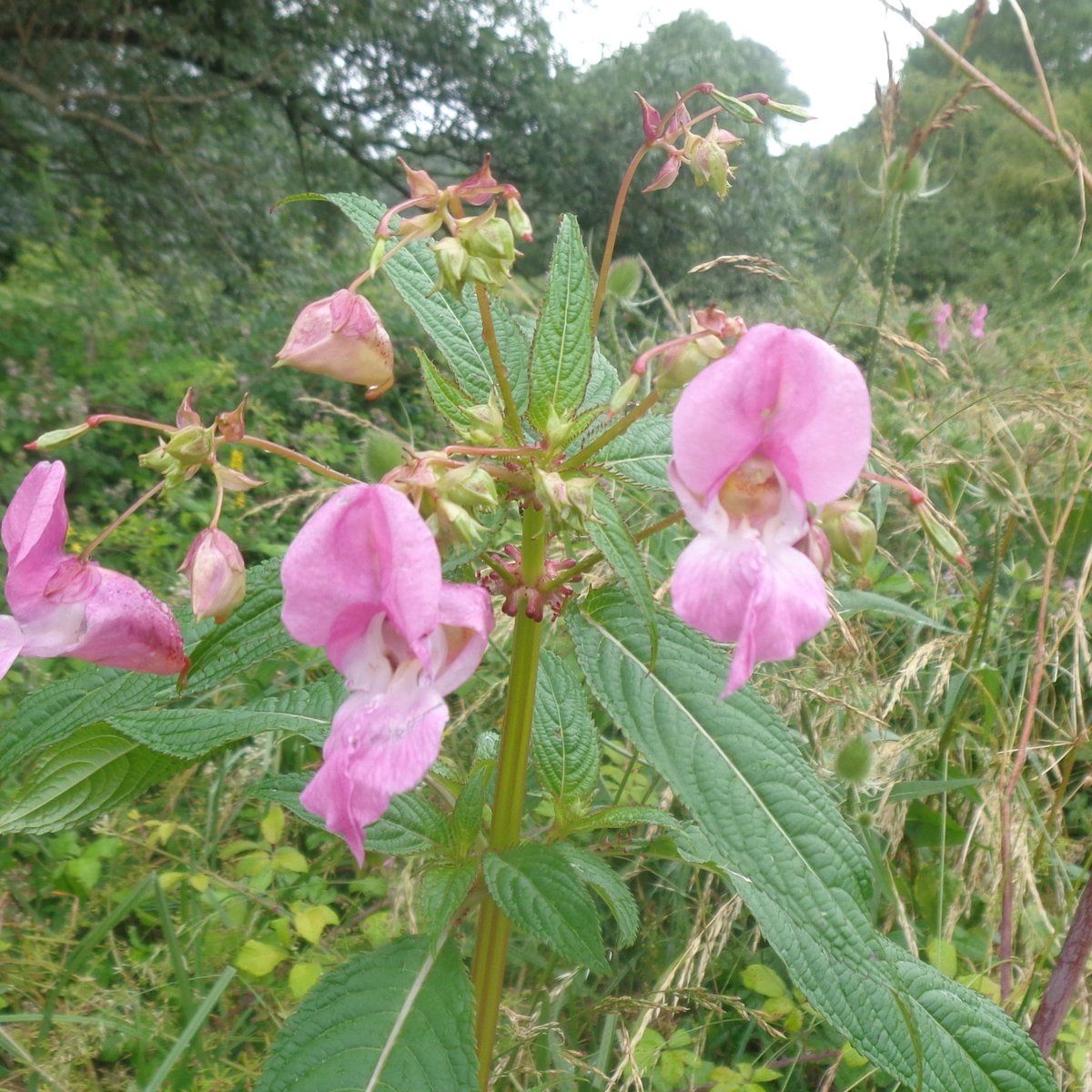 💜Some pretty pinky purple wildflowers seen whilst walking along river banks this week. Purple Loosestrife, Marsh Woundwort & Himalayan Balsam. #Wildflowerhour #Wildflowers #RiverNene #RiverGreatOuse #Northamptonshire #Cambridgeshire #SpottedOnMyWalk