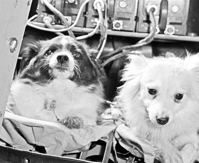 Russia's tweet photo. 🗓On July 22, 1951, Soviet space dogs (almost) #Tsygan and #Dezik were sent on a sub-orbital flight — big step forward in space exploration 🌌
🐶 The two canine friends travelled to a maximum altitude of 101 km, spent 4 minutes in zero-g and were successfully recovered unharmed. https://t.co/r6Z7bsGpL5