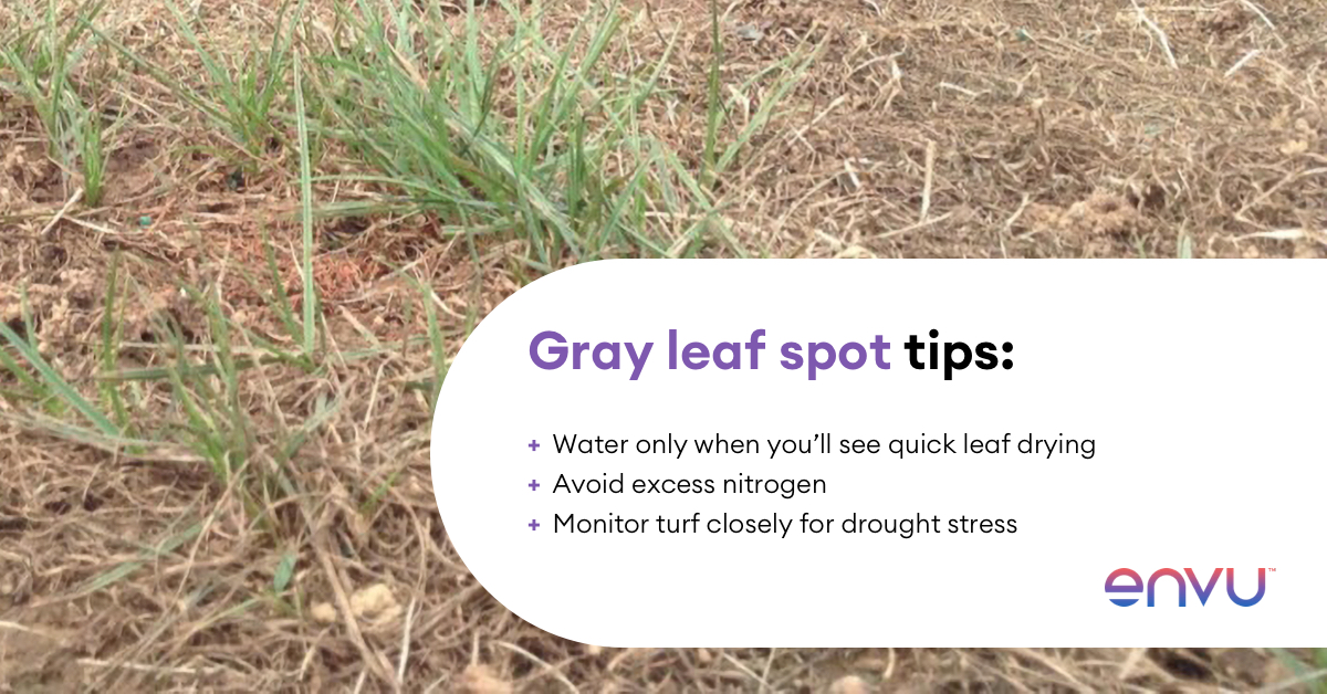 EnvuGolfUS's tweet image. If you’re located in the North, watch out for #grayleafspot beginning in mid-July on #ryegrass fairways. The disease also thrives in the transition zone on tall fescue clubhouse lawns. Start preventive measures now to keep your turf playable.