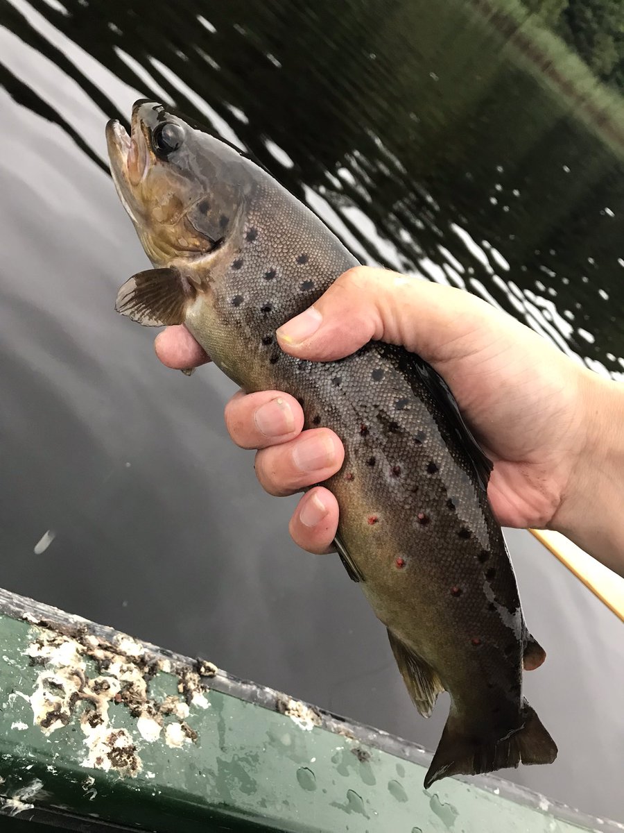 troutfishingman's tweet photo. Fished the Lochan this evening best fish a Really dark one around the 1b mark  safely returned to fight another day 😃 https://t.co/pZgsSnFCdc