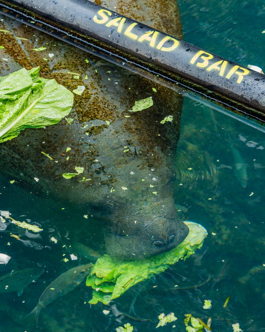 AlexKontak's tweet photo. @artcrush @GTSewell @rhett "Save the Manatees"
@KontakJames @joelzachweber @aarondrakeparks https://t.co/5ja13RQigA