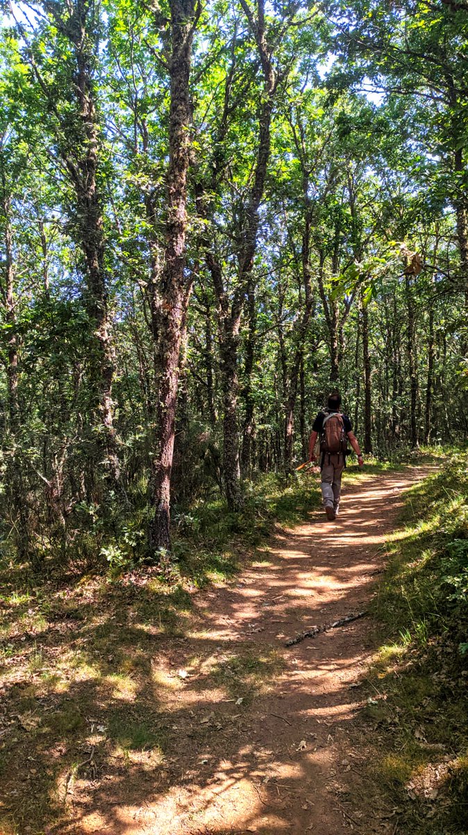 Hoy he caminado bajo un soberbio bosque de robles melojos. Creo que ahora soy un poquito más sabio y un muchito más feliz.

Caminar entre robles es caminar entre incontables tótems mitológicos.

I ❤ Quercus

#quercuspyrenaica
#sendadeloso
#cerveradepisuerga
#palencia