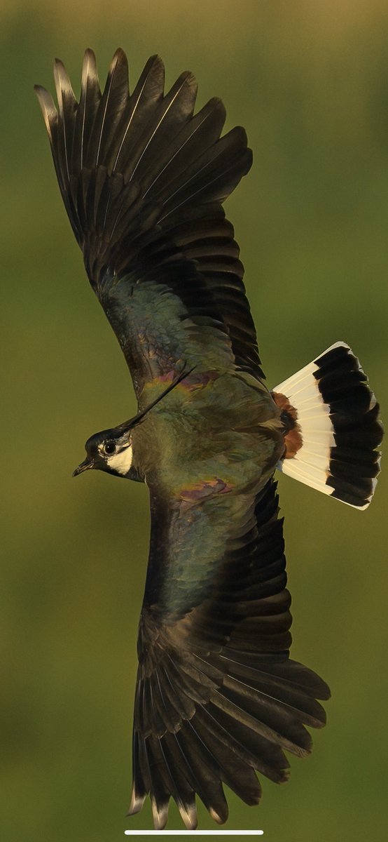 Gorgeous lapwing in breeding plumage #lapwing #NaturalBeauty #naturelovers #potd