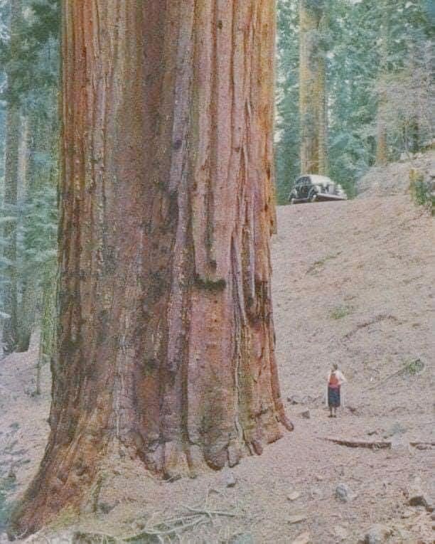 If you've never been, this is how big a redwood is!! 
#trees #naturelovers 
#redwoodforest 
#California