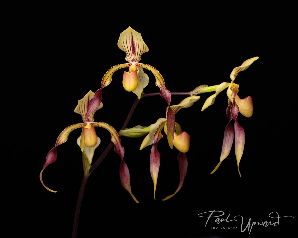 paulupward1's tweet photo. Paphiopedilum Berenice var. album 'Blushing Ghost' AM/AOS x sanderianum 'Bionic Man AM/AOS. The flowers may not have the most perfect of shapes but the colours &amp; markings are just superb.@orchidcommittee @BritPaphSociety @EYOrchid @AmericanOrchid @TheMathersFoun1 @BritishOrchidCo https://t.co/E22SM7h98R