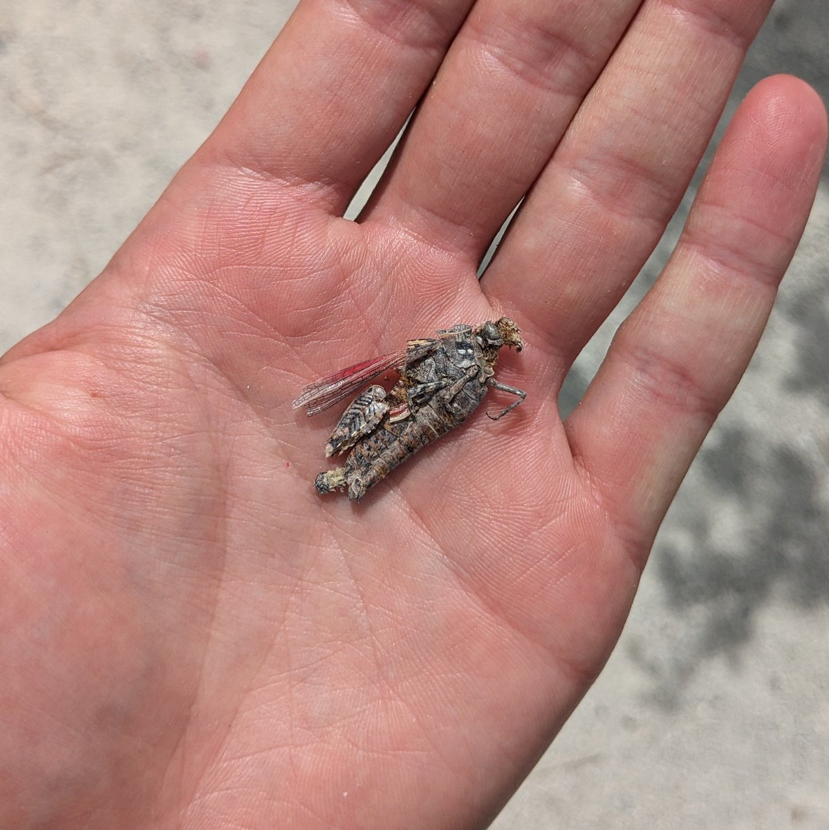 EmDi_ACGT's tweet photo. ...sind uns aber auch die kleinen (krabbeligen) Dinge ins Auge gefallen. Wir haben Hornissen beobachtet, eine Raupe gerettet und eine - nun ja - eine Heuschrecken-Mumie beerdigt.🐝🐛🦗😅 2/3 https://t.co/GtgBo6VzXy