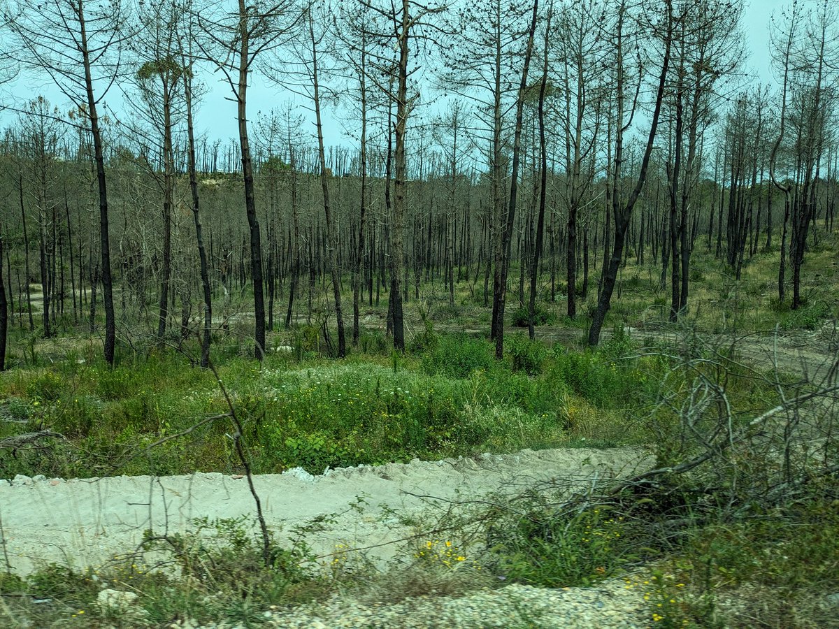 EmDi_ACGT's tweet photo. Besonders erschreckend war es jedoch das Ausmaß der schweren Waldbrände von August 2022 zu sehen. Wo früher etliche Kilometer Pinienwälder standen, waren nun nur noch verkohlte Stämme bzw. bereits geräumtes Gebiet. Ähnliches passiert derzeit auf Rhodos... #Klimanotstand https://t.co/pmbGQ0oHlj