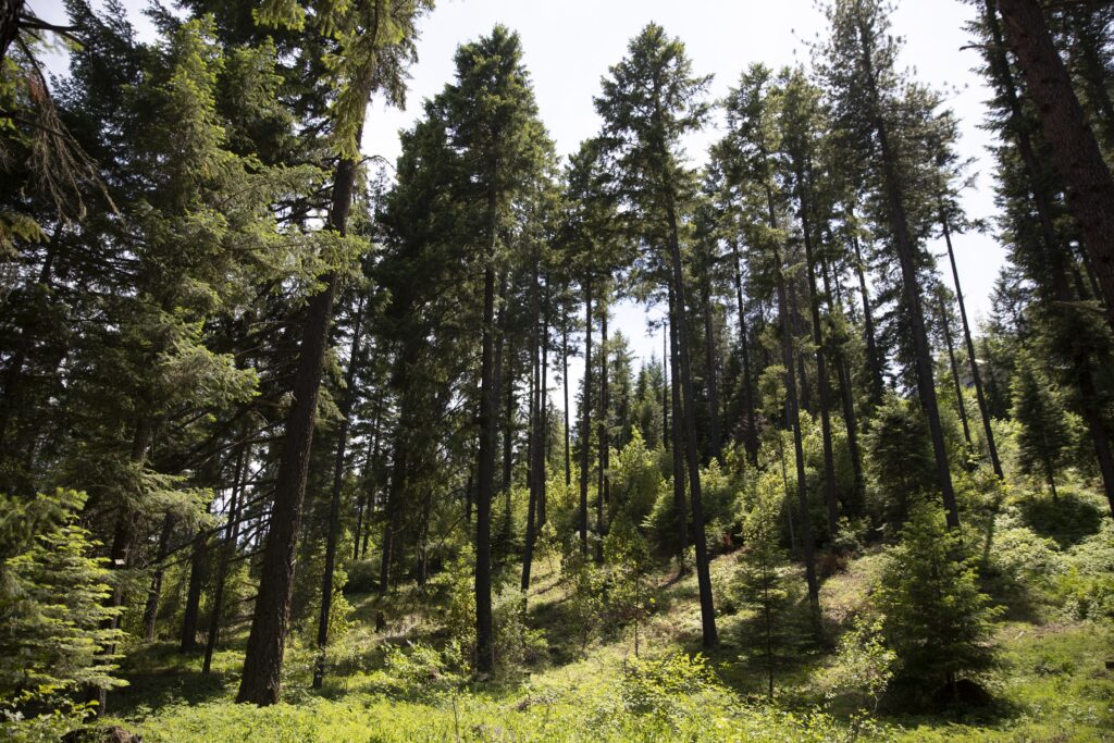 DogwoodAlliance's tweet photo. In a remote corner of the Pacific Northwest, a small town takes a giant leap toward conservation. Instead of harvesting timberland for short-term economic growth, #ButteFalls is growing a #biodiverse #forest to protect against #wildfires & boost outdoor tourism. https://t.co/iEmjl3ZF6W