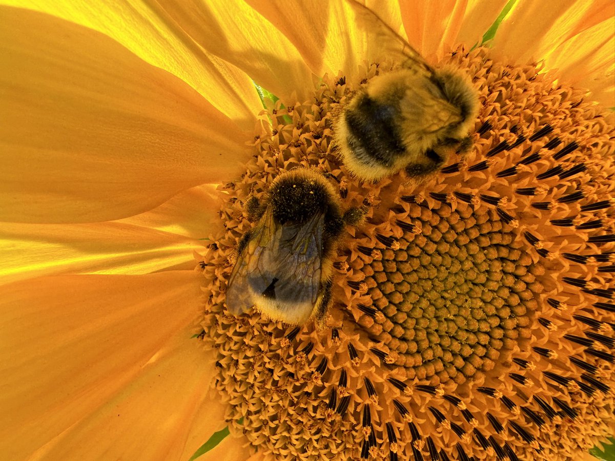 MoniqueKirsch's tweet photo. Saturday flower power. Happy Weekend🌻💜🐝 https://t.co/oXH32v5Hce