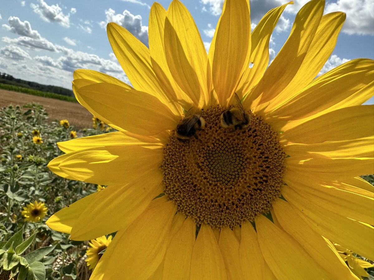 MoniqueKirsch's tweet photo. Saturday flower power. Happy Weekend🌻💜🐝 https://t.co/oXH32v5Hce