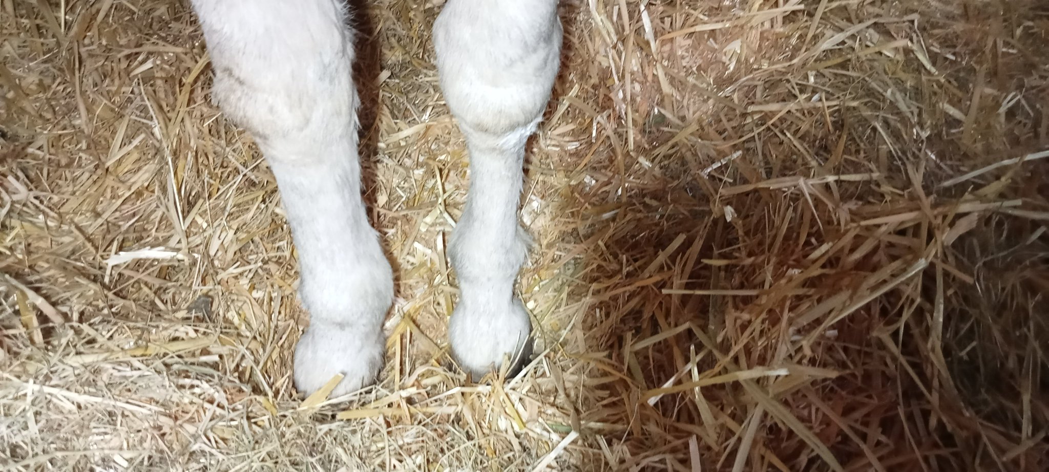 Barrister's Horse on Twitter "60+ mile round trip to pick up