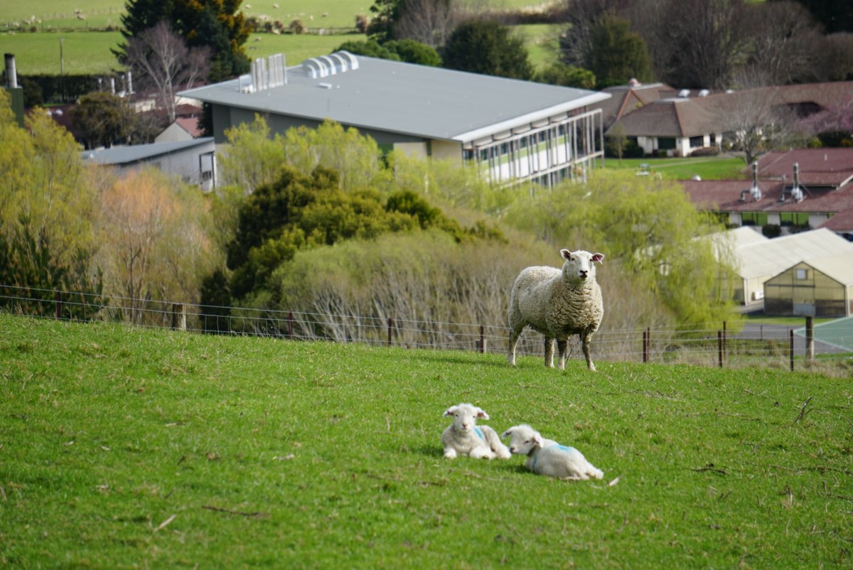 We are looking for a Quantitative Geneticist, or a Scientist with aligned skills, to join our @AgResearchNEWS Animal Genomics Team based near Dunedin, New Zealand. We welcome international applications from those that can obtain the required NZ visas. yourcareer.agresearch.co.nz/job/Scientist/…