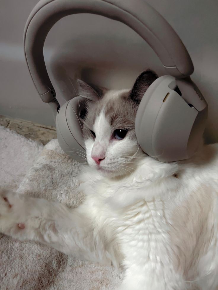 meowsniji's tweet photo. 🎧 #NijiroMurakami #村上虹郎 https://t.co/bdHhPn3Oxh