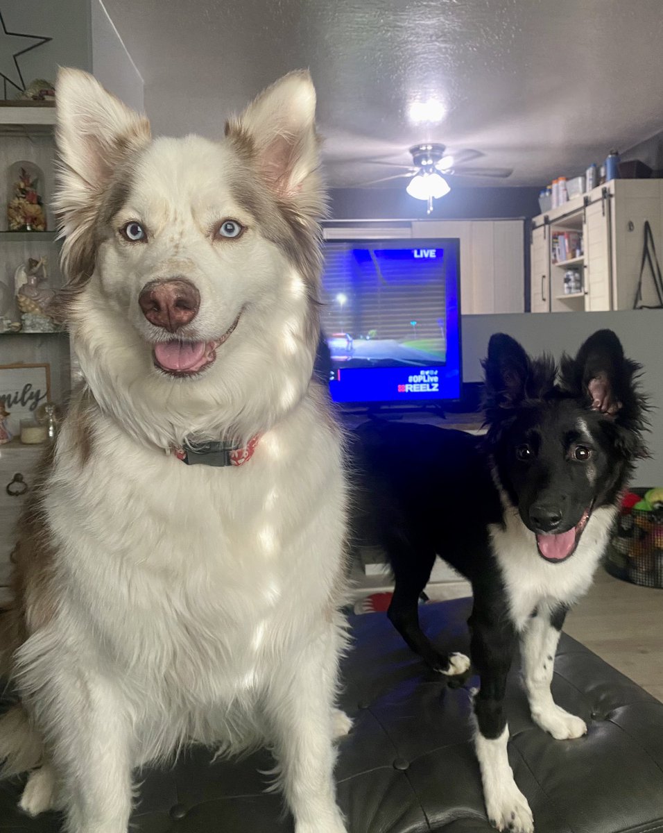 watchmefly13's tweet photo. Trying to watch #OPLive Maui & Pepper want to play catch. ๐คฆ๐ผโโ๏ธ
@OfficialOPLive @ReelzChannel
#OPLiveNation #OPLNation #OPNation #OPL100 #OPLiveWatchparty https://t.co/vhMw4A4WD9