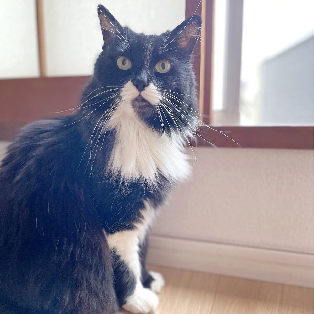 ChoistyleH's tweet photo. おはようございます😀

今日も暑いですね🥵

ちょこはニャルソック🐈‍⬛

最近、夜中や朝方に起きることが多いのですが
その度に

お腹触って✨構って✨攻撃で

ある意味幸せな時間です😅
（内心は寝たい💤）

#猫好きさんと繋がりたい #猫 #猫のいる暮らし https://t.co/WK8UdCXSpA