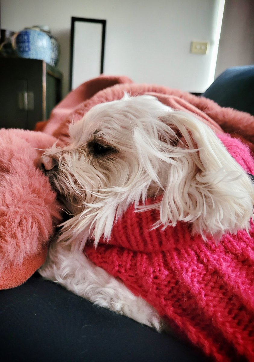 Rugged up with my snuggle buddy on a cold, wet Melbourne day #MeAndMyTao #Maltese #CuteDogs #DogsLife #DogsofTwitter #DogsofMelbourne