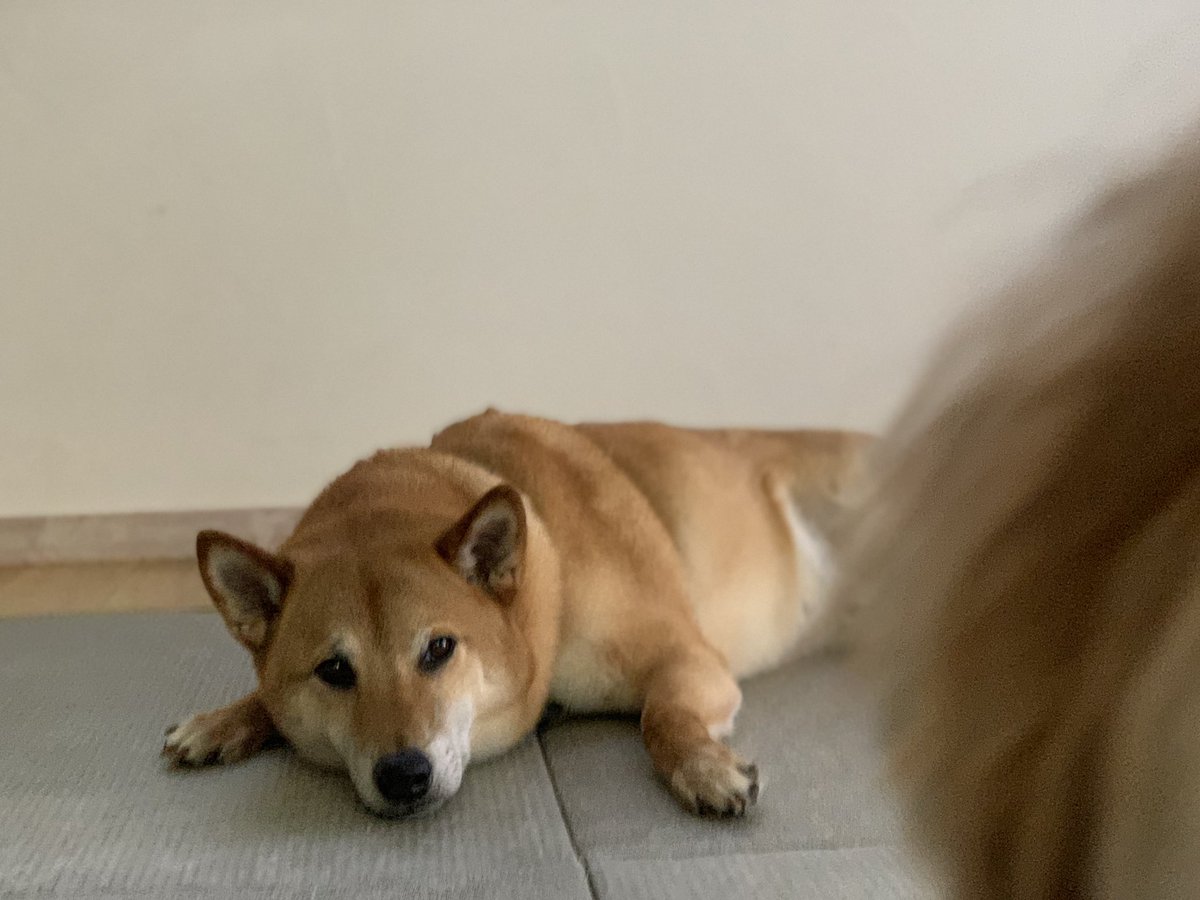 waonstagram's tweet photo. しばもちりん
(ポンズさん写り込んだ🤣)
#犬用CBD
#CANNIMAL
#カンニマル https://t.co/Tcj42iPXwf