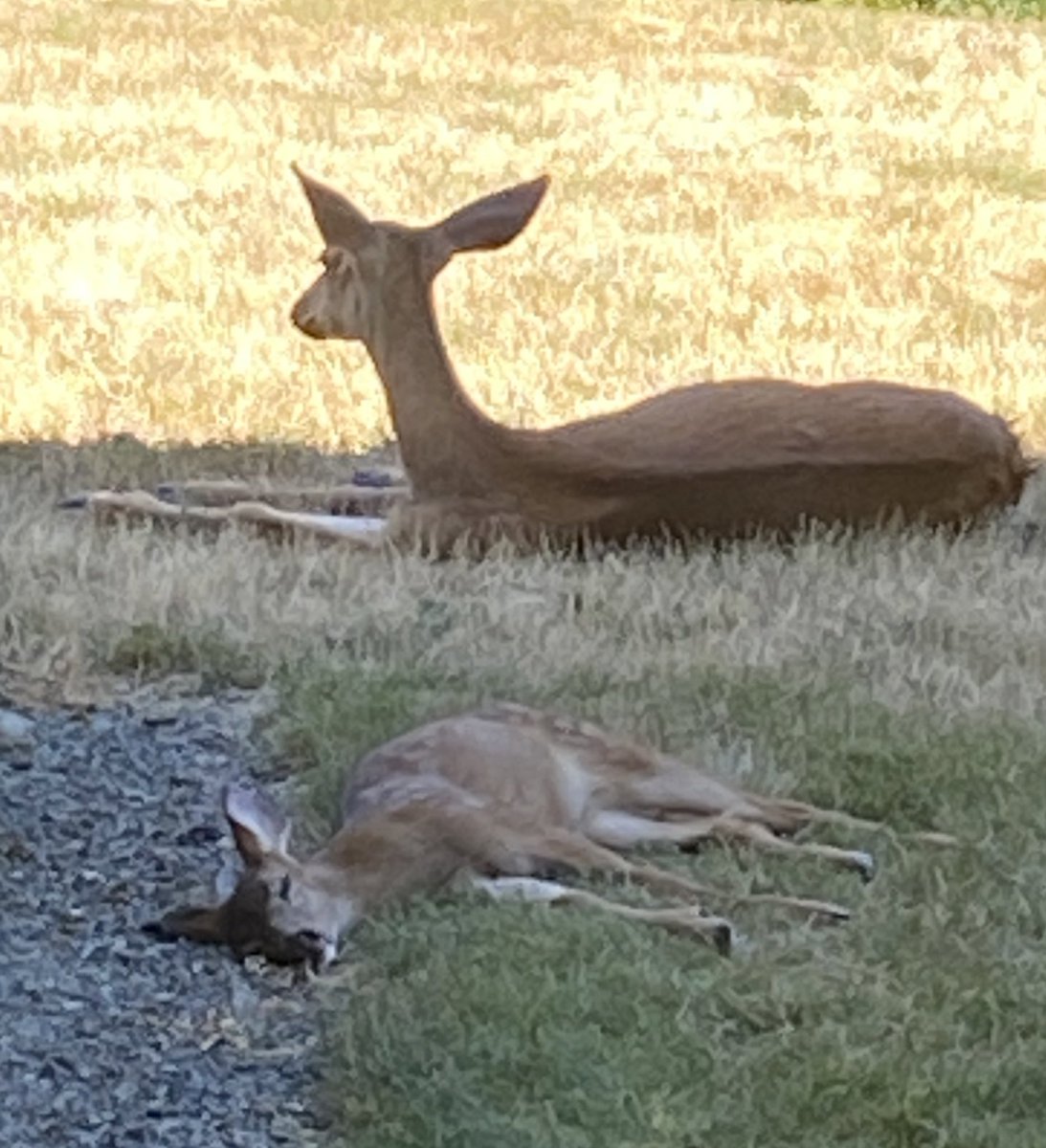jackefox's tweet photo. Fawn Days of Summer: seeking shade and drifting away😎🦌
Not sure about the gravel pillow though!😅 #fawns #deer #backyardwildlife #summer https://t.co/7tnp3Wf2rq