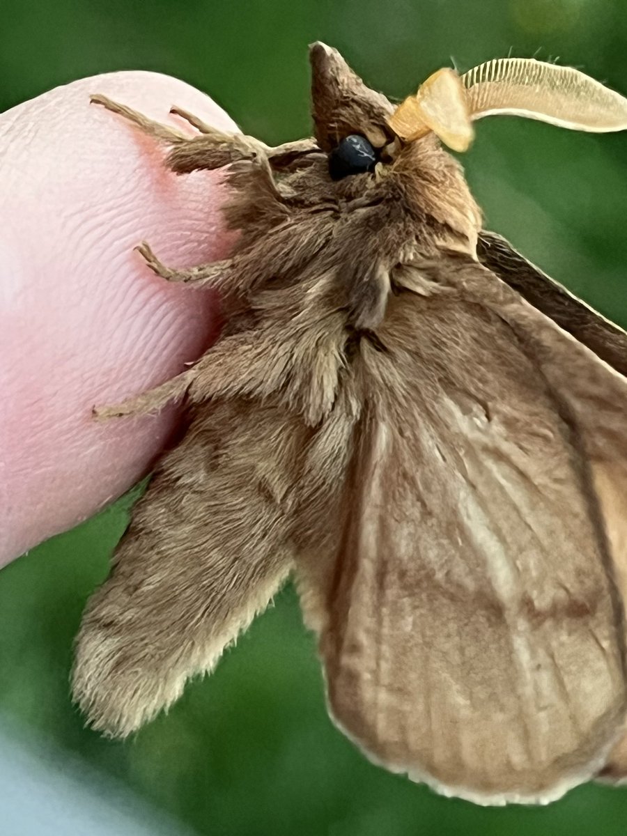 birder_l's tweet photo. Surely one of the best moths around #Drinkermoth What a beast @BritishMoths @jeff_jakeox @vismigKC @WillboneScott @midgleybirder https://t.co/2NtvsfZTwA
