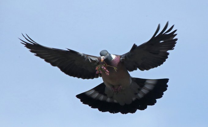 a_london_pigeon's tweet image. 📷  Paul Chapman @ClevedonMoths  #April2020 
.. and a Woodpigeon brought me flowers.