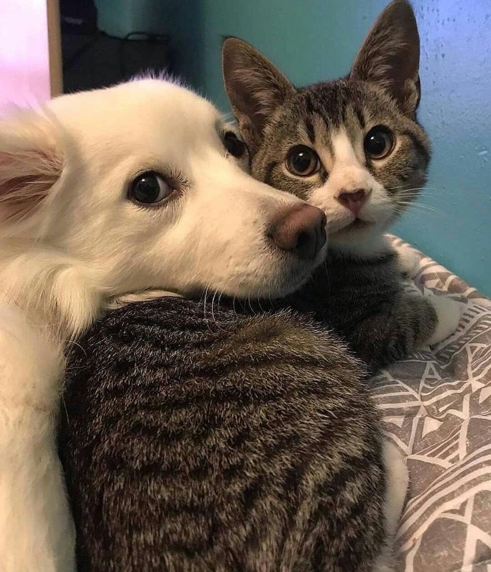 catshealdeprsn's tweet image. 