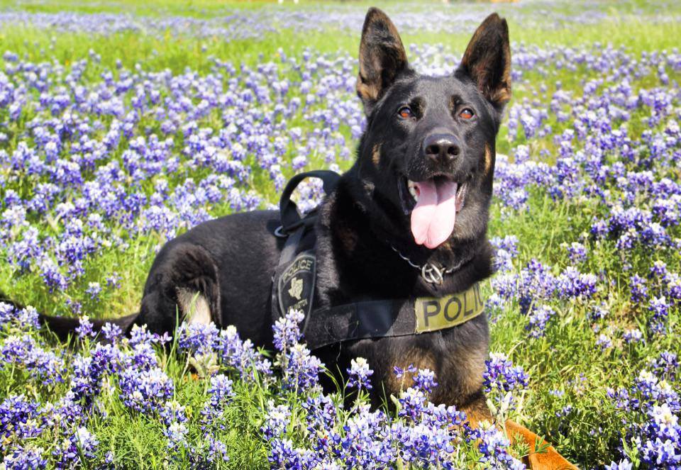 ArlingtonPD's tweet photo. We have some sad news. 
Retired APD K9 Finn crossed over the rainbow bridge yesterday. 
Finn served the citizens of Arlington from 2012 to 2018 with his handler and partner Officer Muguerza. 
Finn was fast and loved his work. 
#ArlingtonTX #K9 https://t.co/WSUbv3miKX