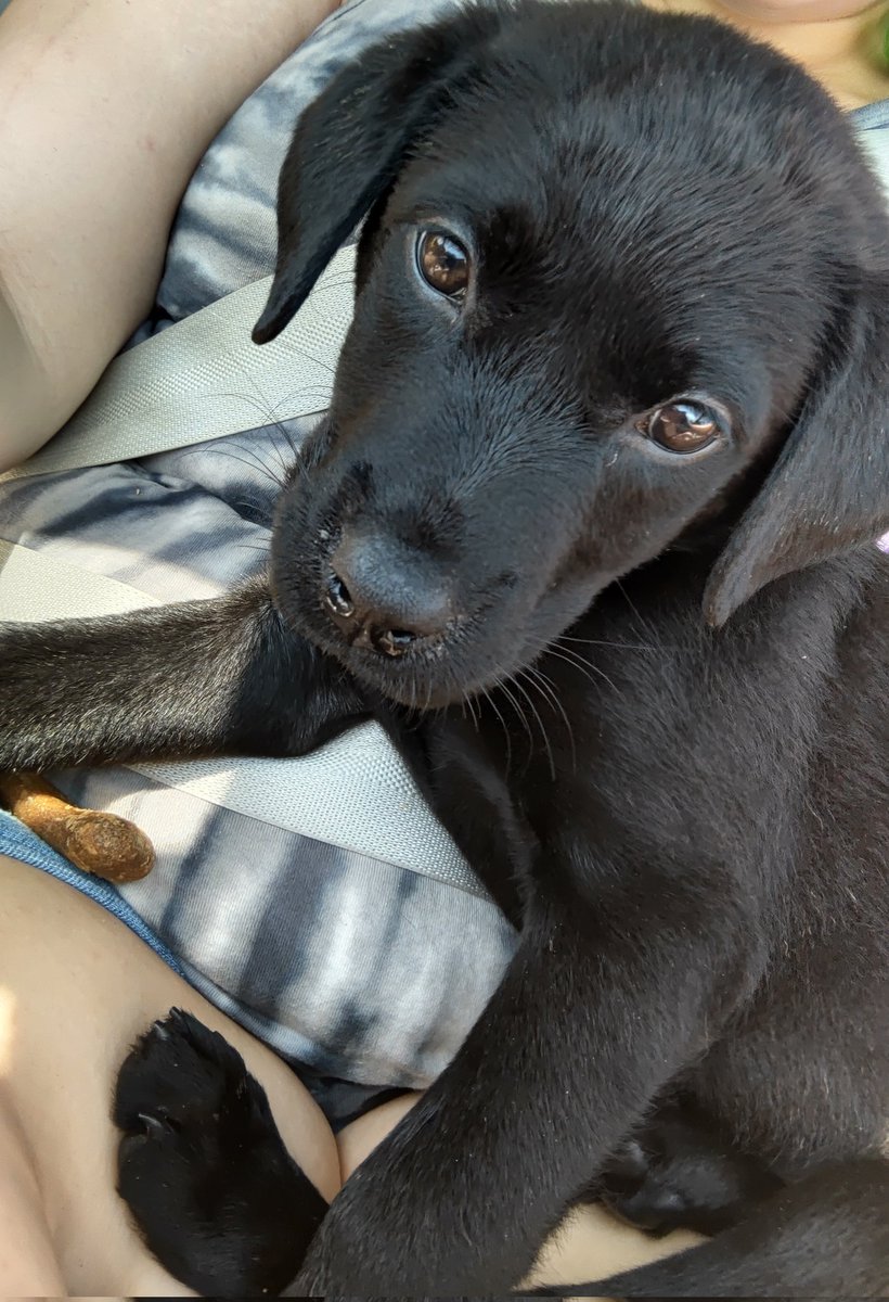 Welcome to the family, Addie!!! The cats aren't sure about you yet but I am. 🥰
#newpet #family #AnimalsLover #puppy #adopted